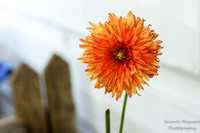 Nature Photography